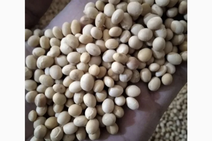 Соя не гмо цена 330$ тонна 900 тонн- фото № 1