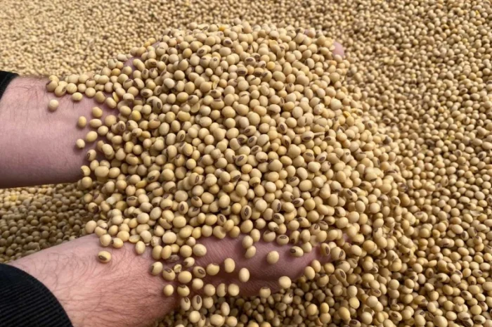 Половинки сои- фото № 2