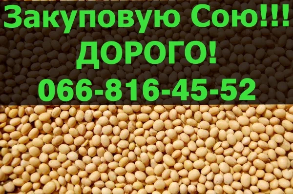 Предприятие переработчик закупает сою 2024 года- фото № 1