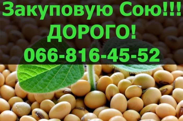 Пропоную найкращі ціни за СОЮ свіжого врожаю- фото № 1