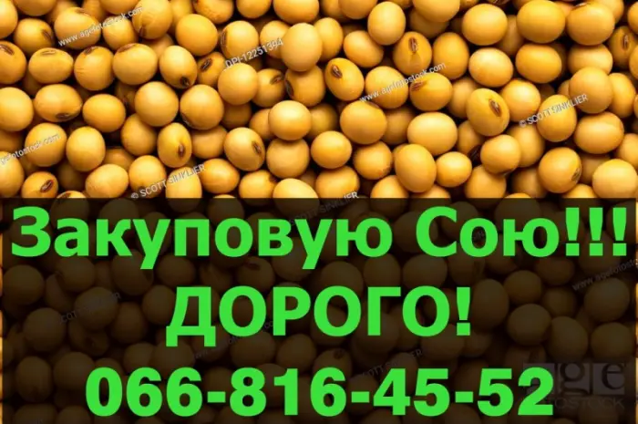 Закупаем СОЮ по высоким ценам!Максимальные цены- фото № 1
