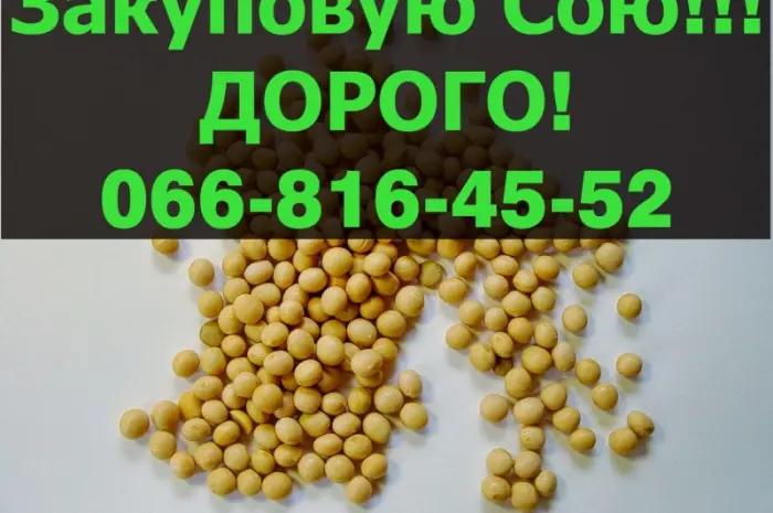 На постійній основі закуповую СОЮ в будь якій кількості- фото № 1