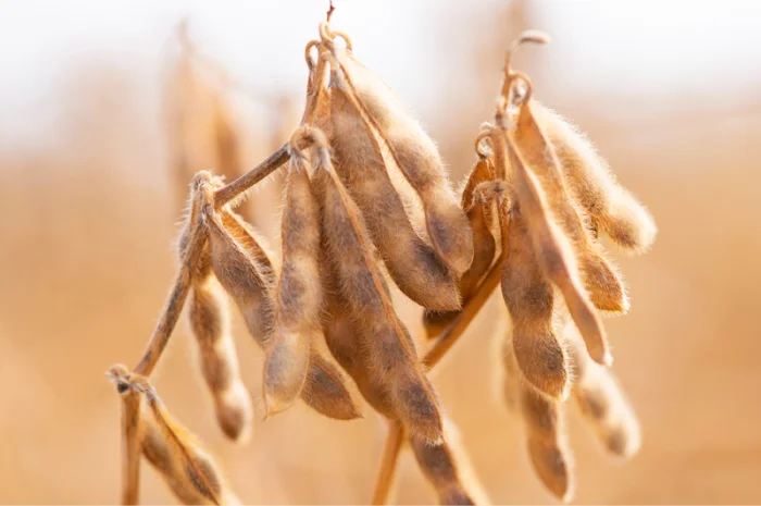 Продається насіння сої РЖТ Сфінкса (СН-1) без ГМО- фото № 1