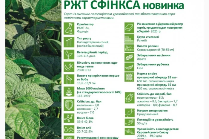 Продається насіння сої РЖТ Сфінкса (СН-1) без ГМО- фото № 2