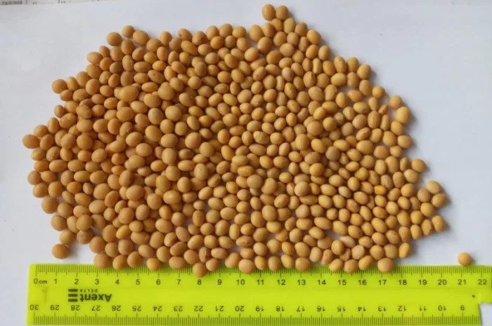 Продается соя высшего качества- фото № 1