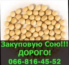 Закупівля сої у великих обсягах- фото № 1