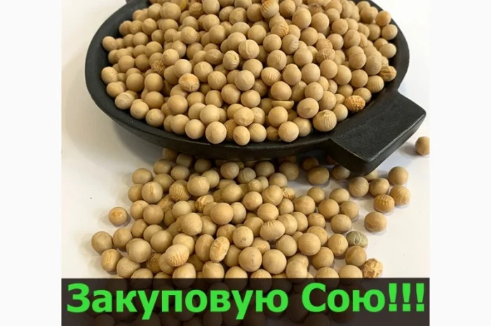 Закупаем сою в неограниченном количестве! Большие контракты- фото № 1