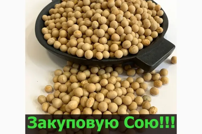 Закупаю СОЮ в неограниченном количестве!Большие Контракты- фото № 1