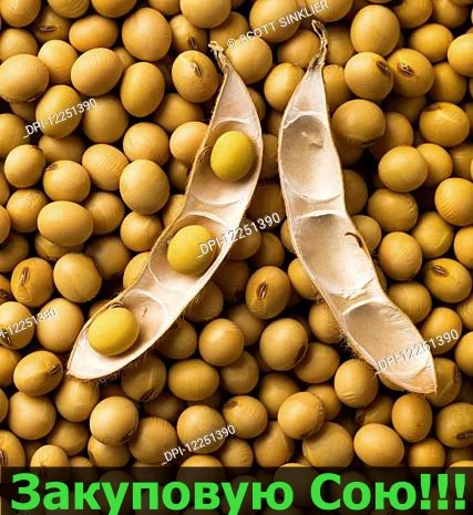 Закупівля СОЇ оптом під контракт- фото № 1