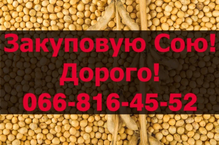 Закупка сои в любом объёме на постоянной основе- фото № 1