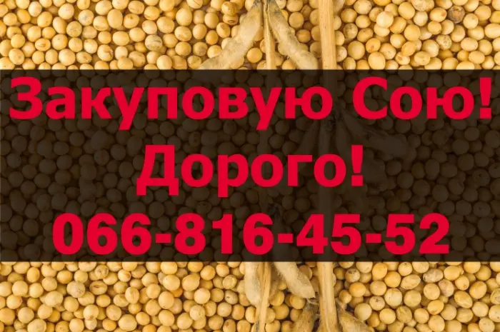 На постійній основі закуповую Сою у будь якому обсязі- фото № 1