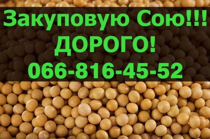 Покупаем СОЮ!Дорого!Приглашаем производителя к сотрудничеству- фото № 1