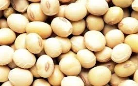 Соя Opus (ОПУС) SynAgri – сорт с высокой урожайностью- фото № 1