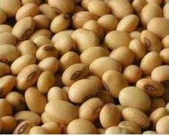 Елітні насіння сої сорту Вільшанка 1 репродукція- фото № 1