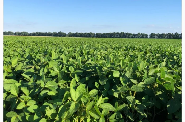 Соя PS0035- фото № 1