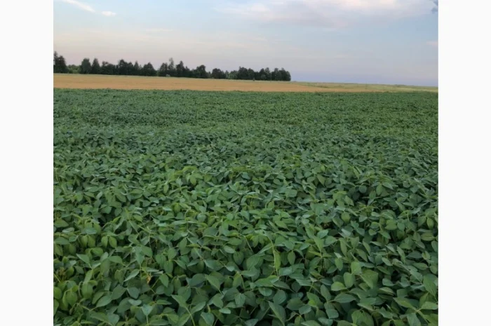 Соя PS0035- фото № 2