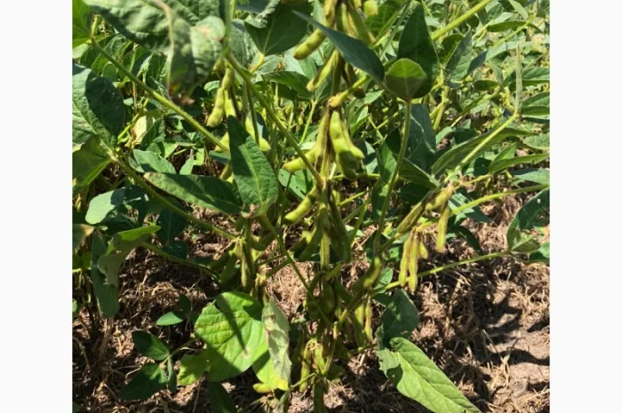 Новинка! Соя Махоні- фото № 1