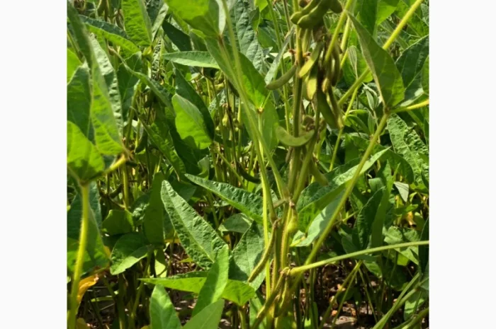 Новинка! Соя Махоні- фото № 2