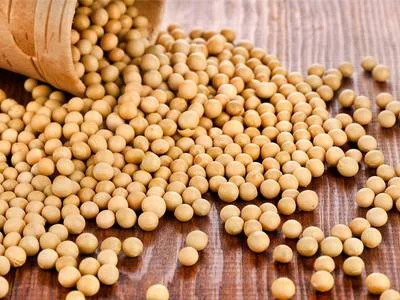 Закупаем сою (ГМО и не ГМО) в Тернополе- фото № 1