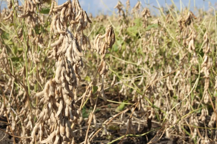 Купуємо сою (ГМО та не ГМО) в Рівному- фото № 1