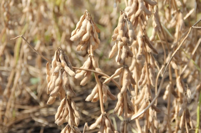 Закупаем сою (ГМО не ГМО) в Винницкой области- фото № 1