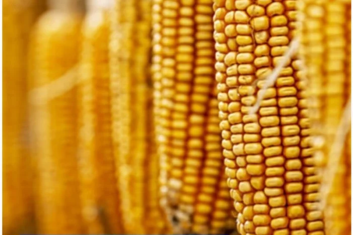 Насіння кукурудзи ЕС Юнкай- фото № 1