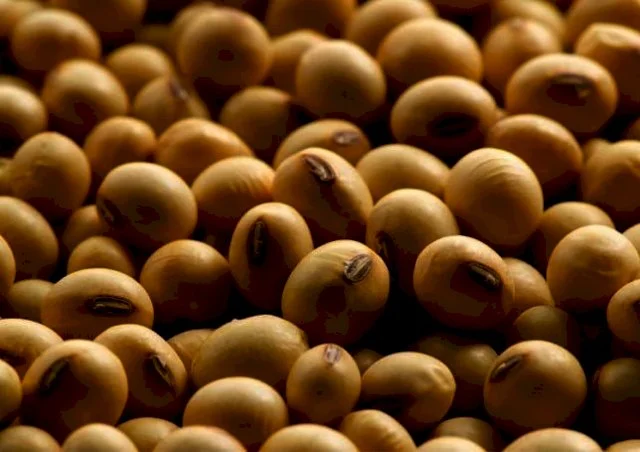 Соя урожаю 2025 року – 300 тонн у продажу- фото № 1