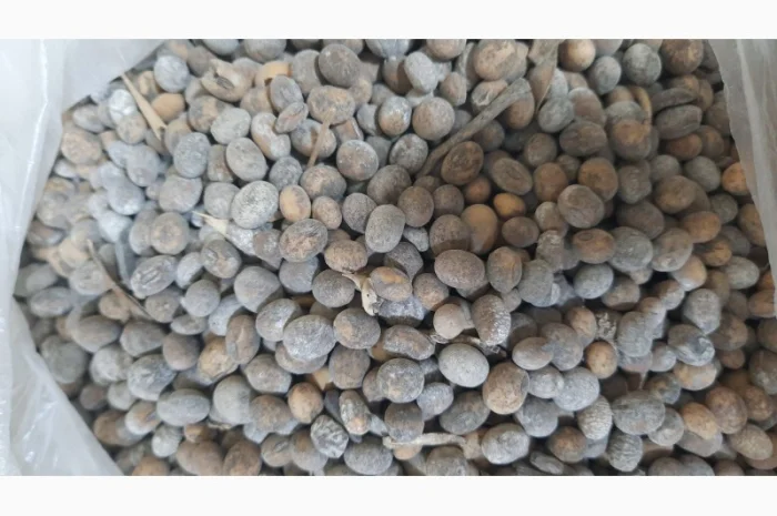 Підприємство Купує Половинки сої. Соєві відходи. Погнила, Осколки, Четвертинка, Пріла соя- фото № 1