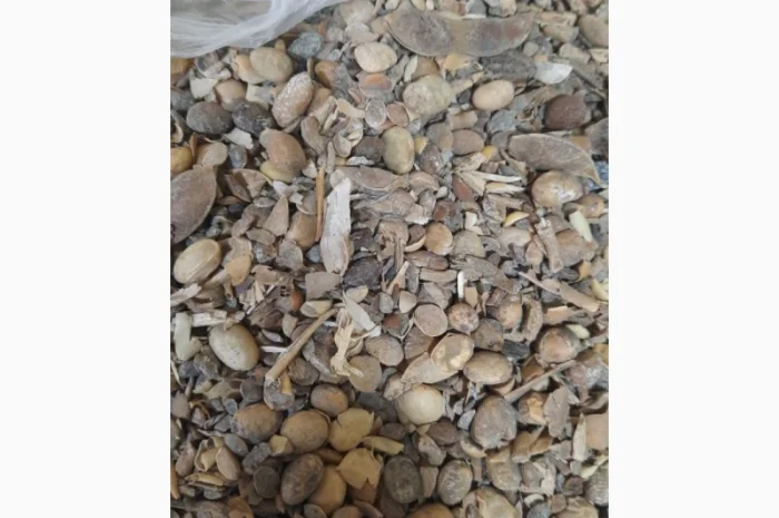 Підприємство Купує Половинки сої. Соєві відходи. Погнила, Осколки, Четвертинка, Пріла соя- фото № 2