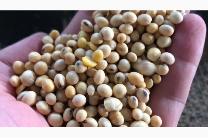 Купую сою оптом- фото № 2