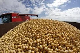 Куплю сою крупним оптом для переробки (переробник, соя з високим вмістом білка)- фото № 1