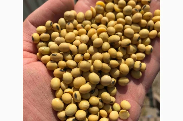 Куплю СОЮ з будь-якими показниками- фото № 1