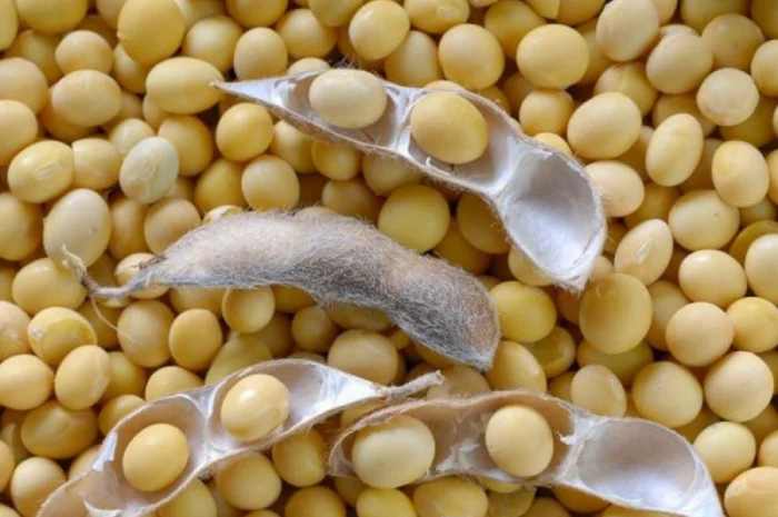 Купую сою опт з ПДВ- фото № 2