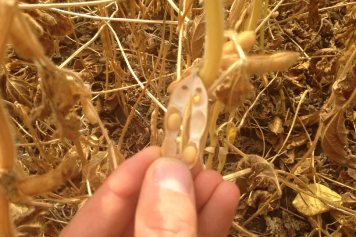 Купую сою опт з ПДВ- фото № 3