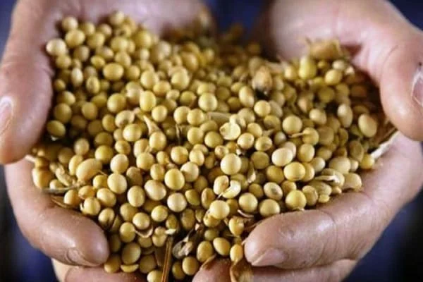 Куплю СОЮ. Самовивіз- фото № 1