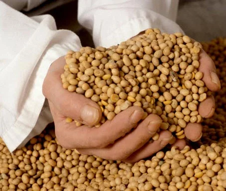 Куплю сою з поля- фото № 1