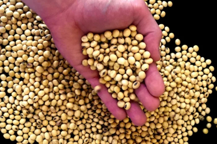 Пропонується соя від виробників та постачальників від 20 тонн- фото № 1
