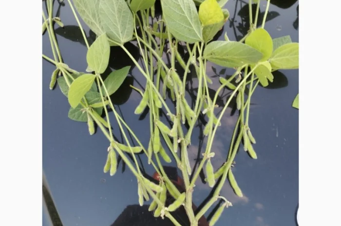 Насіння сої ГМО Олдхем – продаж- фото № 2