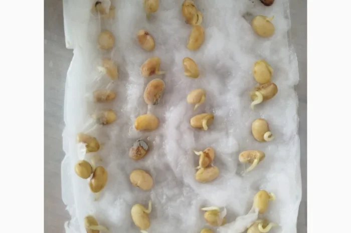 Насіння сої ГМО Олдхем – продаж- фото № 7