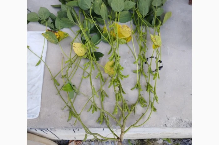 Насіння сої ГМО Олдхем – продаж- фото № 3