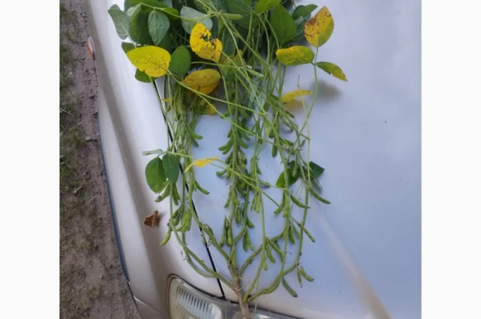 Насіння сої ГМО Олдхем – продаж- фото № 1