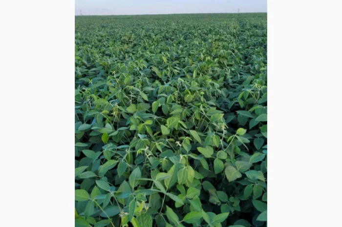 Насіння сої ГМО Олдхем – продаж- фото № 4