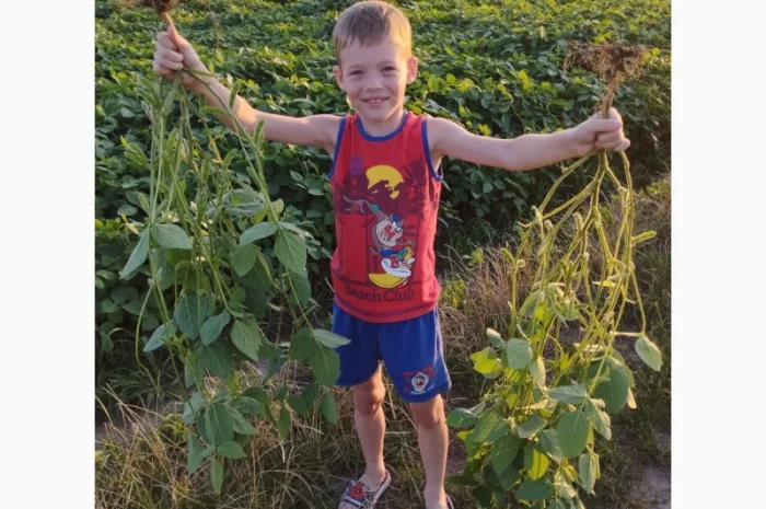 Насіння сої ГМО Олдхем – продаж- фото № 5