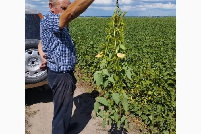 Насіння сої ГМО Олдхем – продаж- фото № 6