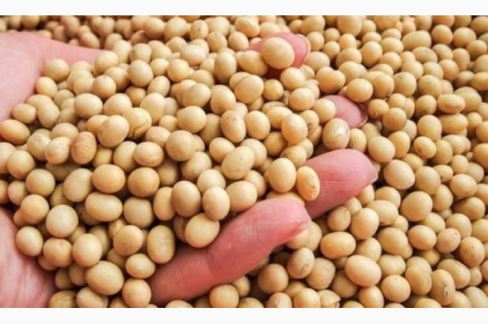 Закупаем сою постоянно самовывоз расчет на весах. НЕКОНДИЦИЯ- фото № 2