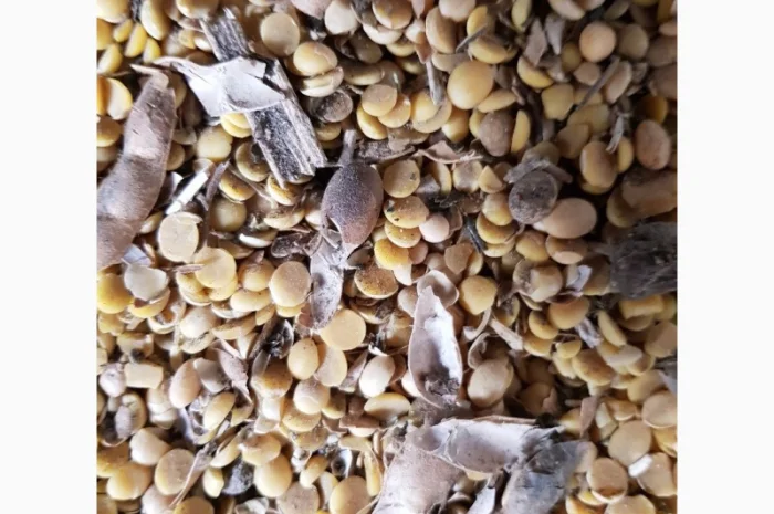 Закупаем сою постоянно самовывоз расчет на весах. НЕКОНДИЦИЯ- фото № 4