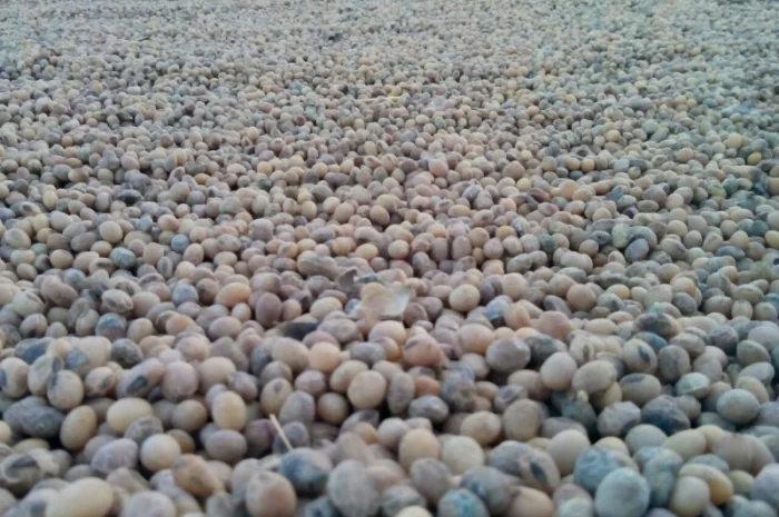 Закупаем сою постоянно самовывоз расчет на весах. НЕКОНДИЦИЯ- фото № 5