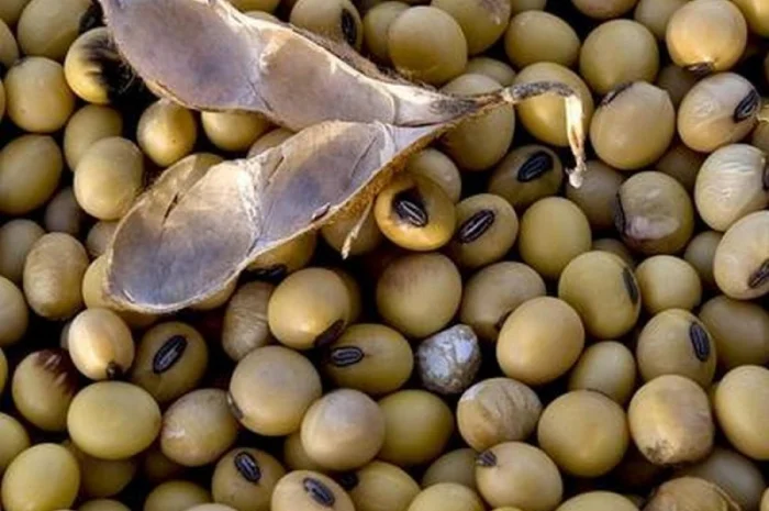 Куплю сою, половинки ГМО та не ГМО влажна бита від 1 тони самовивіз- фото № 1