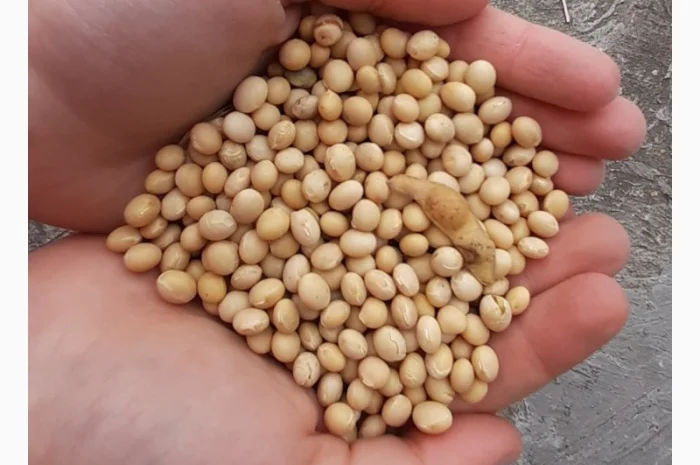 Куплю сою половинки четветинки за нал и бн вывоз с поля расчет на весах- фото № 1