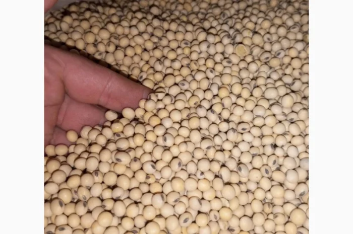 Продам Посівний Матеріал Сої (під Раундап)- фото № 1